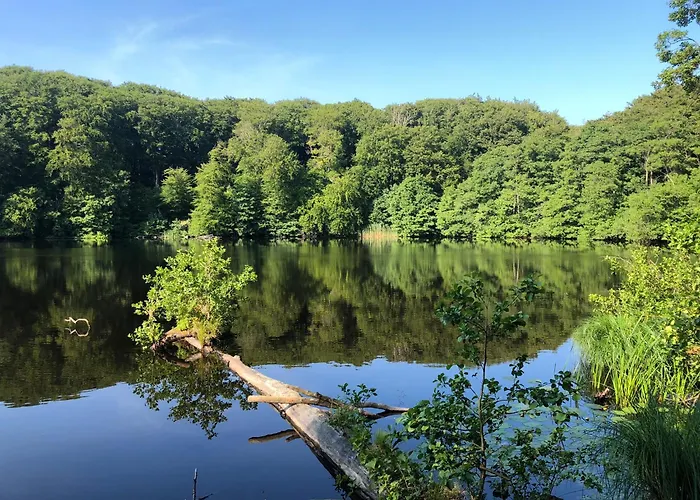 Reetdachhaus Weissdorn 1 別荘 *